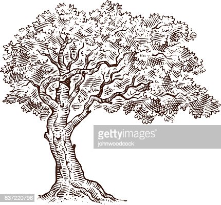 Mono Tree Drawing Sketch High-Res Vector Graphic - Getty Images