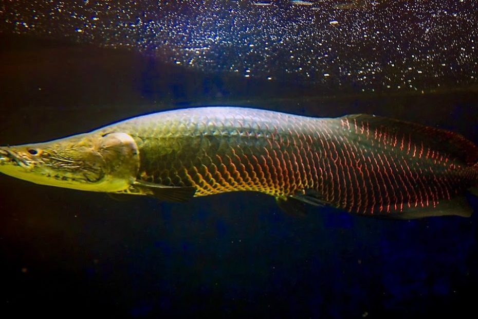 Can We Really Eat Invasive Species Into Submission? - Scientific American