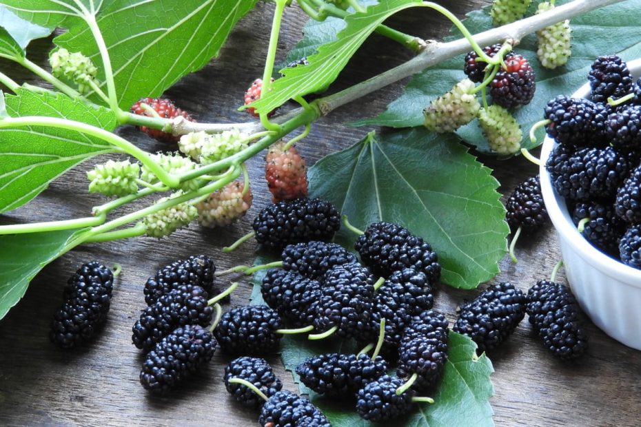 The Sweeter The Juice: An Entirely Ripened Mulberry Is The Flavour Of  Self-Control | Australian Food And Drink | The Guardian