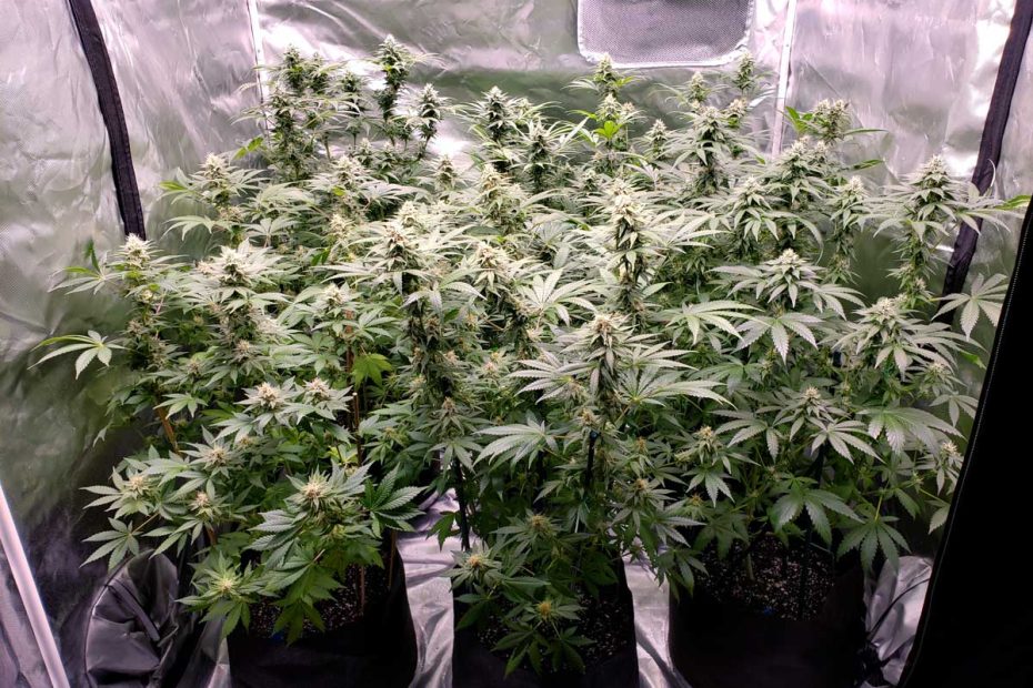5 Best Led Grow Lights 2023 (Cannabis Yields, Speed, & Bud Quality) | Grow  Weed Easy