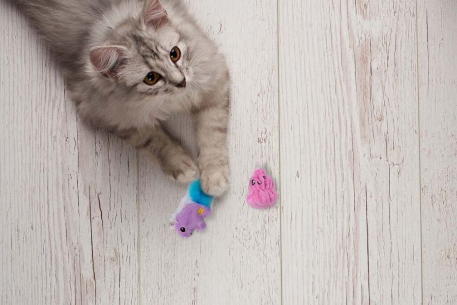 Do Cats Need Chew Toys? – Furtropolis