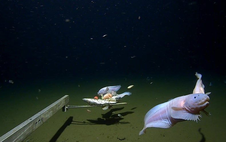 Deepest Fish Discovered More Than Five Miles Below The Sea Surface -  Scientific American
