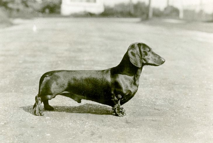 Dachshund History: The Badger Dog'S Fascinating Past – American Kennel Club