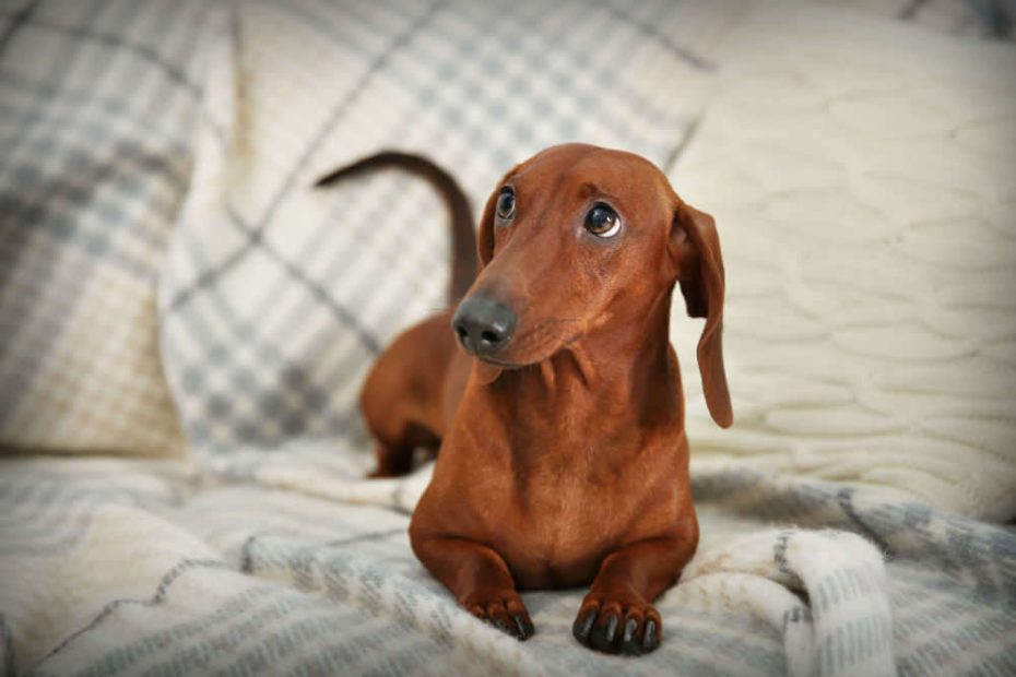 How Do I Know When My Female Dachshund Is In Heat? - For My Dachshund