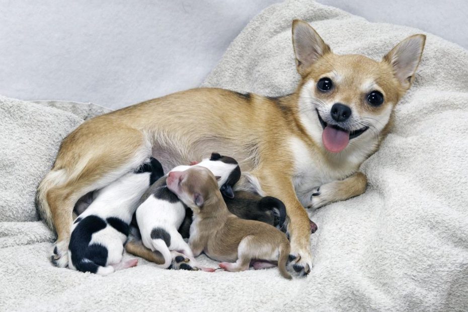 When Can Puppies Leave Their Mom? - Whole Dog Journal