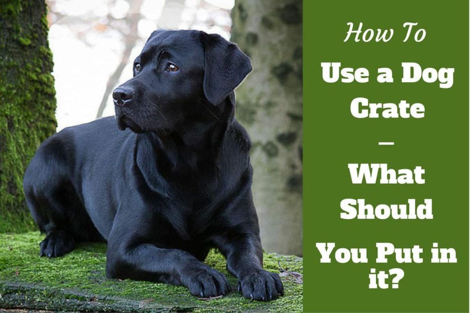 When To Use A Dog Crate [Plus Free Tips On Crating A Dog While At Work]
