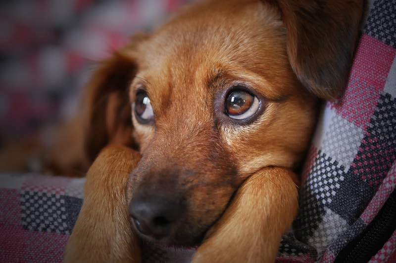 6 Signs Your Dog Is Sick