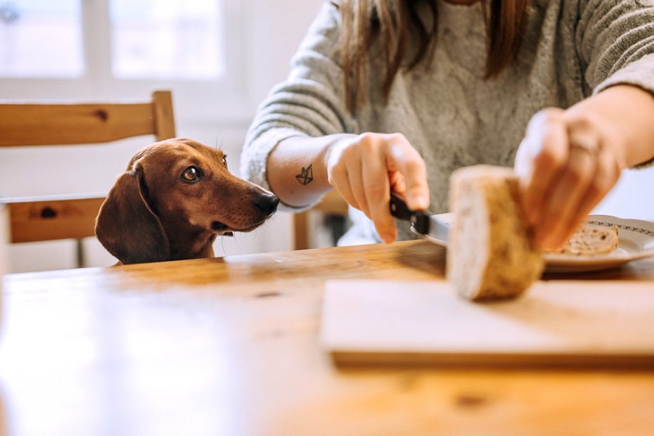 Can Dogs Eat Bread? What Kind Of Bread Is Safe? · The Wildest