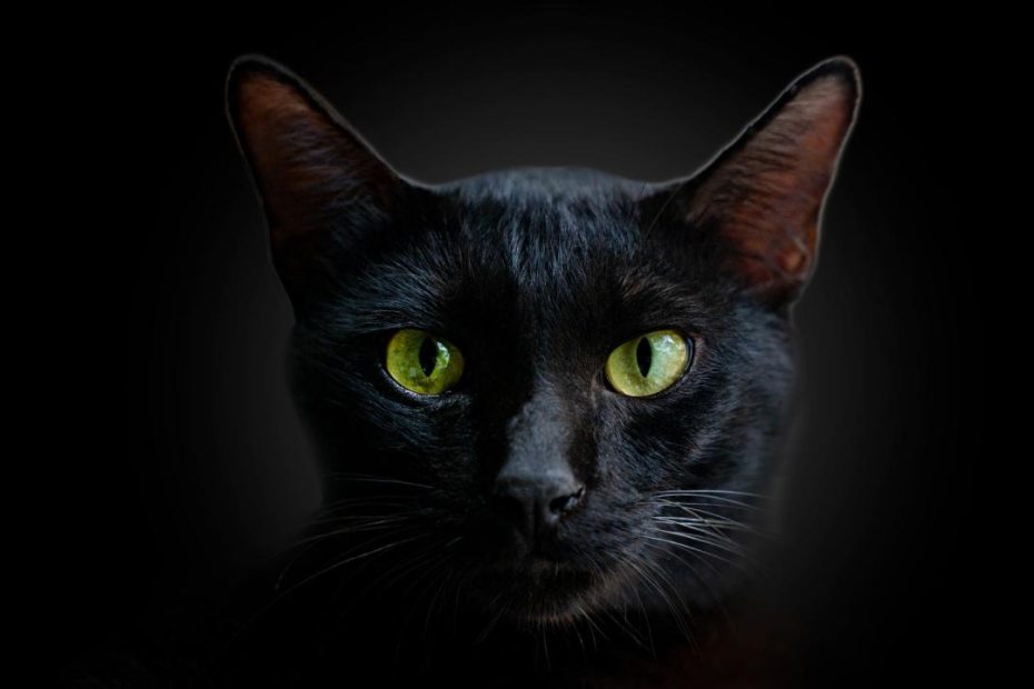 Can Cats Really See In The Dark? | Live Science
