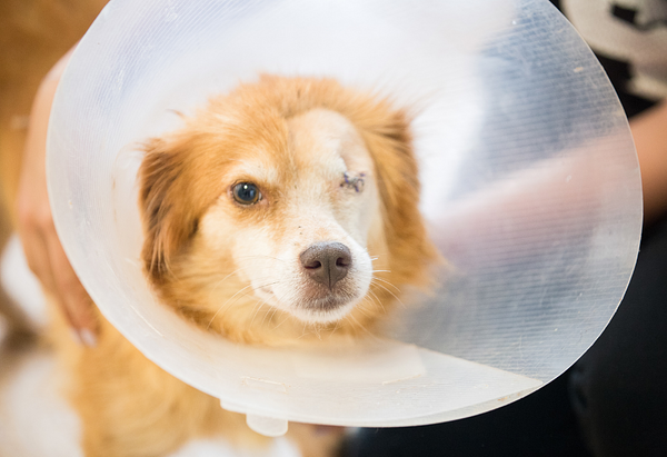 how-long-does-it-take-for-a-dog-to-recover-after-eye-removal