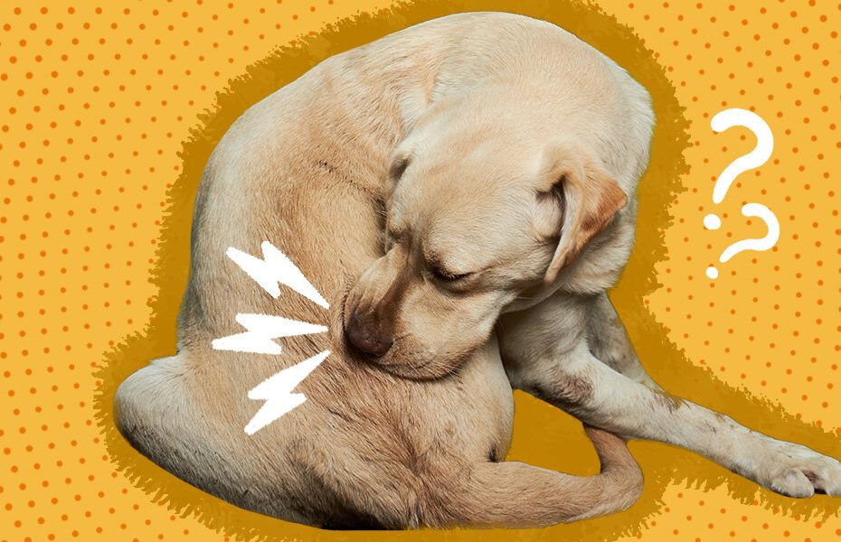 Why Is Your Dog Biting His Tail And Chewing His Butt? A Vet Explains -  Dodowell - The Dodo