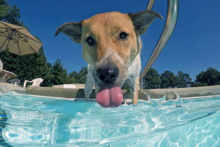 Dog Drinking Pool Water? Here'S What To Do