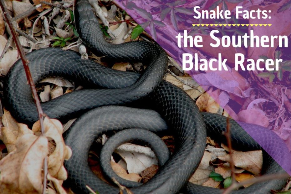 Facts About Southern Black Racer Snakes - Owlcation