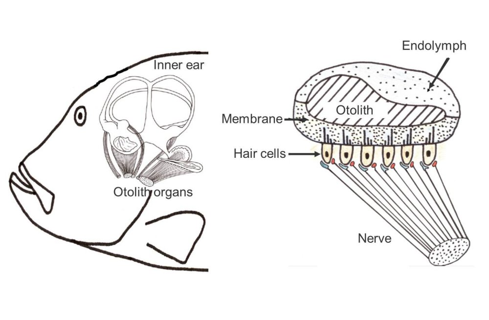 Can Fish Hear Things Above Water? Exploring Aquatic Acoustic Sensitivity