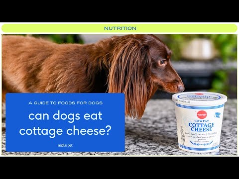 Cottage Cheese For Dogs - Youtube