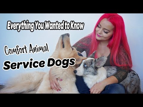 10 Most Asked Questions About Service Dogs