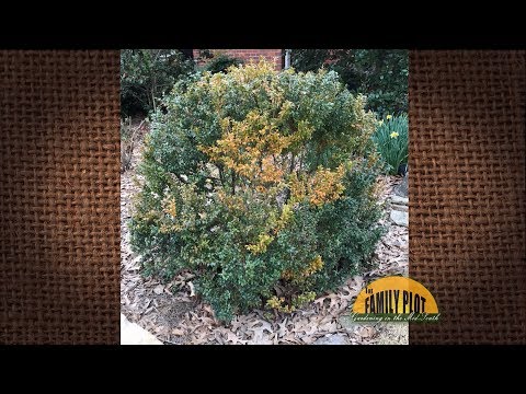Q&A – What’s wrong with my boxwood? Some leaves are yellowing.
