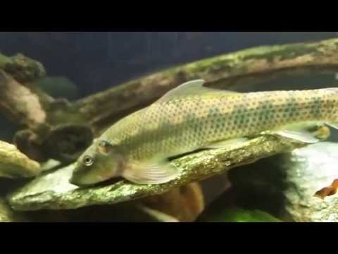 Chinese Algae Eater - A Complete Care Guide - Aquariumstoredepot