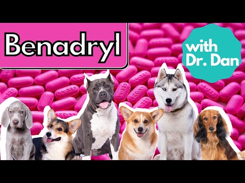 Benadryl For Dogs?  Dr. Dan Explains
