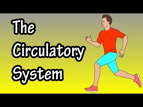 How The Circulatory System Works - Functions Of The Cardiovascular System - Path Of Blood Flow