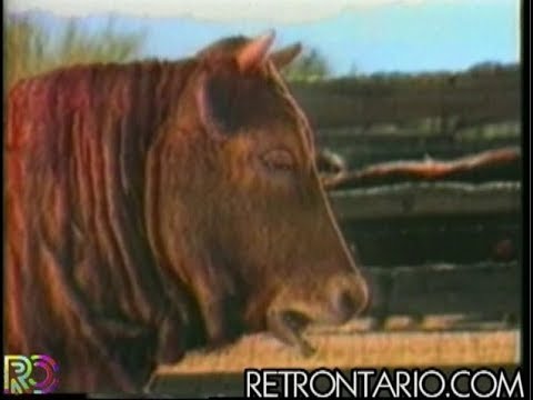 HP Sauce - Singing Cow (1994)