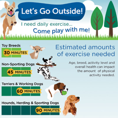 Importance Of Daily Walks — Dan'S Pet Care