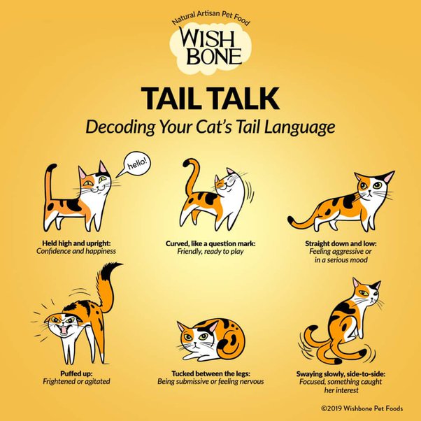 Why Does My Cat Wag Its Tail When I Pet It? - Quora
