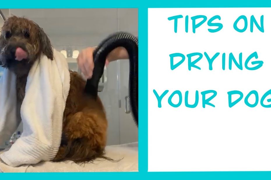 How To Blow Dry Your Dog And Tips To Keep Them Calm | Mable The Whoodle |  Grooming At Home - Youtube
