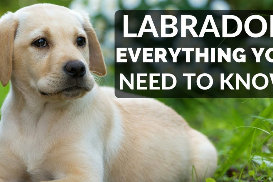 Labrador Retriever - Everything You Need To Know About Owning A Labrador  Retriever Puppy - Youtube