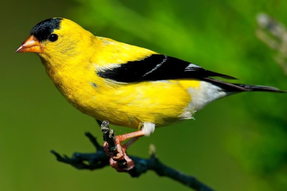 What States Boast The Goldfinch As Their State Bird?