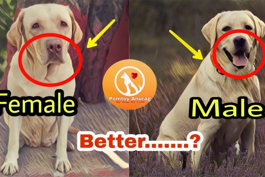 Male Dog V/S Female Dog. Which One Will Be Better For You. - Youtube