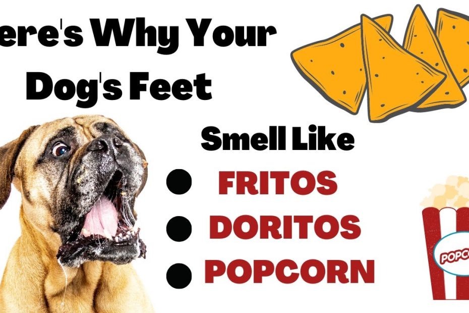 Here'S Why Your Dog'S Feet Smell Like Fritos, Doritos, Cheetos Or Popcorn -  Youtube