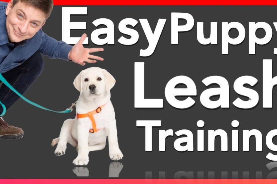 How To Leash Train Your Puppy! - Youtube