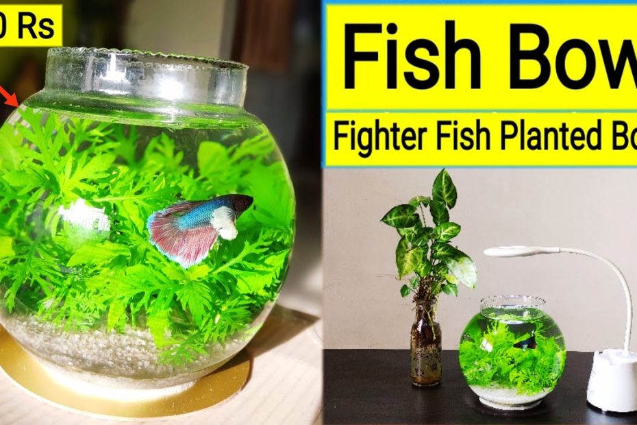 Fish Bowl || Betta Fish Bowl Setup || Planted Fish Bowl || Betta Fish Tank  || Fighter Fish In Bowl 🐠 - Youtube