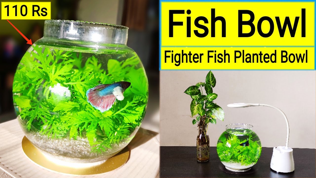 How Do You Make A Betta Fish Bowl Shine   Maxresdefault 67 