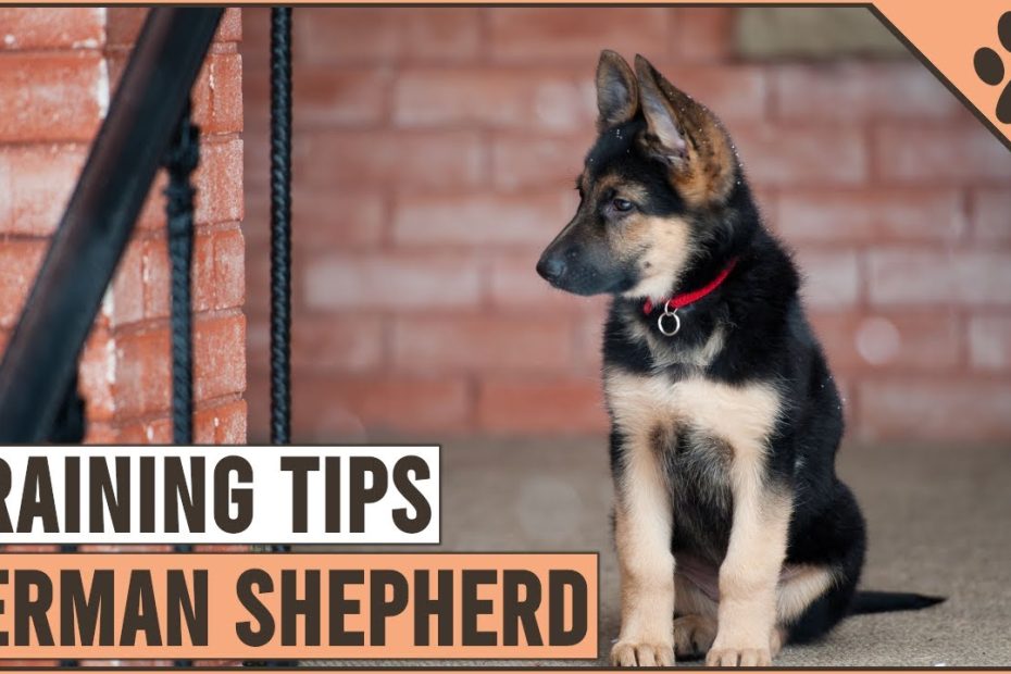 Best German Shepherd Puppy Training Tips | Dog World - Youtube