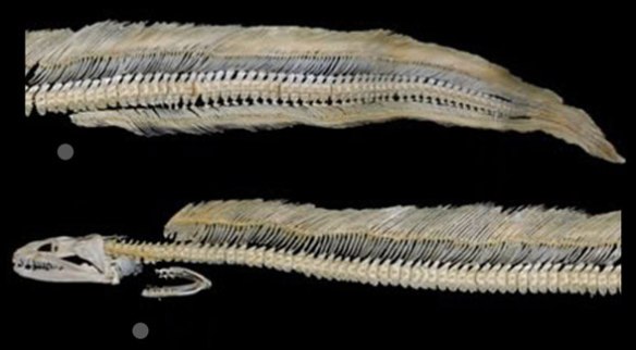 The Moray Eel: Close To The Origin Of All Bony Fish | The Pterosaur Heresies