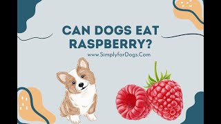 Can Dogs Eat Raspberry? - Simply For Dogs