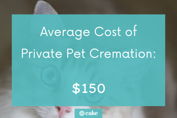 How Much Should A Pet Cremation Really Cost? | Cake Blog