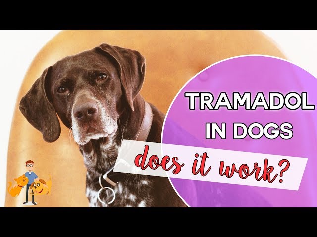 Tramadol: An Effective Pain Killer For Pets? - Youtube