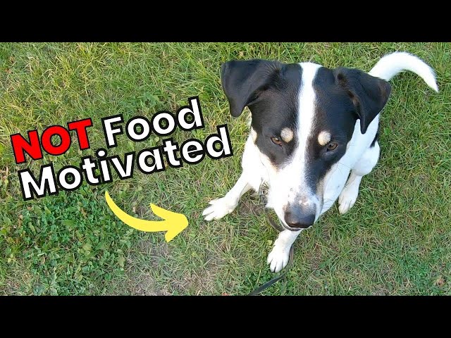 Dog'S Not Food Motivated? Why Your Dog Doesn'T Care About Treats Outside -  Youtube
