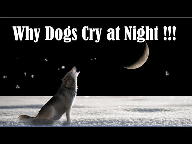 Why Dogs Cry At Night - Why Dogs Howl At Night - Why Dogs Bark At Night -  Why Dogs Weep At Night - Youtube