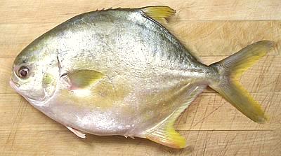 White Pomfret, Silver Pomfret, Pompano, Palmburo Fish – Whats The  Difference? – Parsi Cuisine
