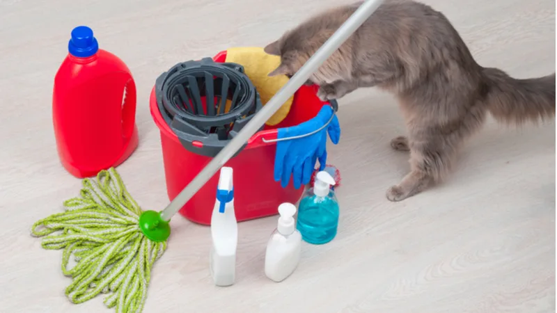 8 Common Household Products Dangerous To Cats