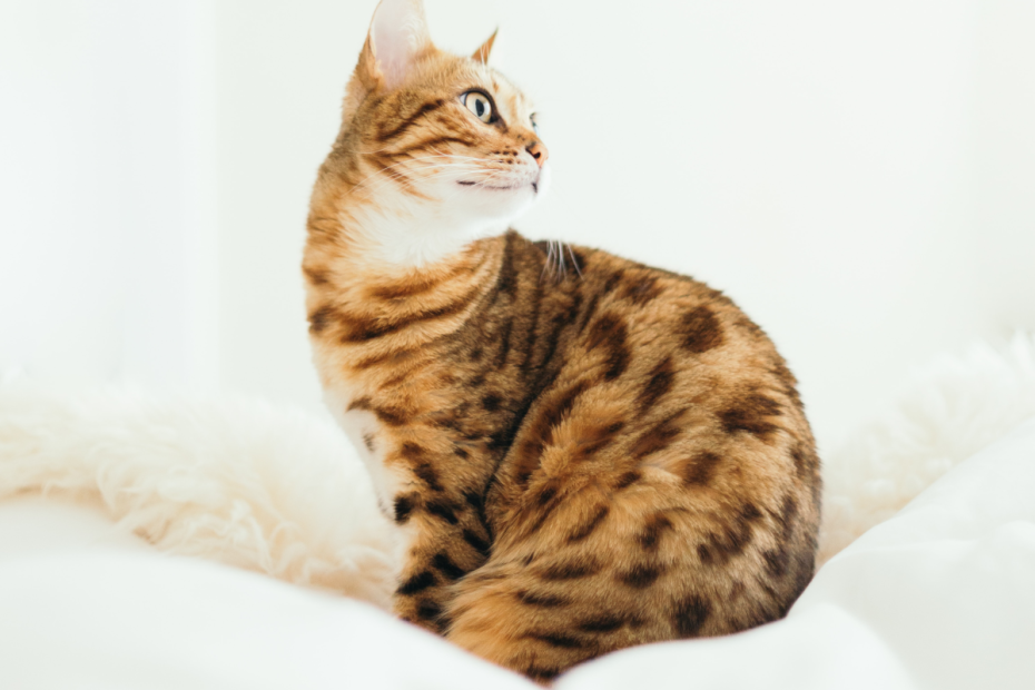 The Joys And Hazards Of Living With A Pet Bengal Cat - Pethelpful