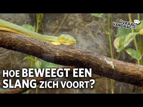 Hoe beweegt een slang zich voort? 🐍 | De Vraag Van Vandaag