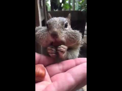 Squirrel Funny! Eats Nuts Out Of Girls Hand & Stuffs His Cheeks!